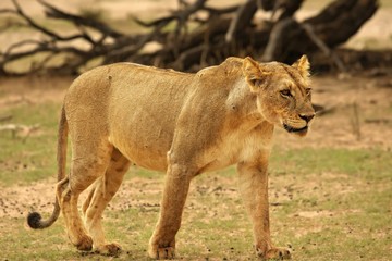 Naklejka premium Lioness (Panthera leo) walking in Kalahari desert in front of an old trunk and looking for the rest of her pride.