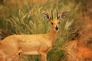 Naklejka na ściany i meble The steenbok (Raphicerus campestris) walking in bush with green background in evening sun.