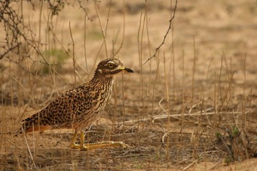 Spotted Thick knee (Burhinus capensis) sitting in dry grass.