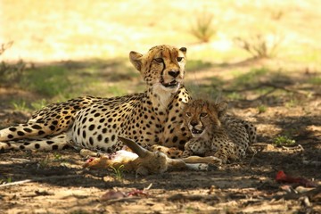 Cheetah (Acinonyx jubatus) family, mother with cute baby after hunt eating springbok.
