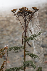 spiderweb on plant at the beach