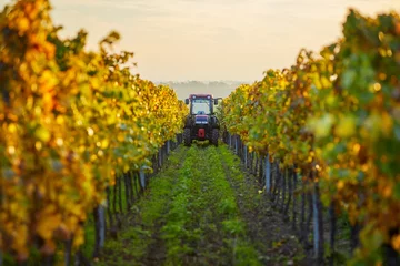 Crédence en verre imprimé Vignoble Rangées d& 39 automne de vignes avec tracteur