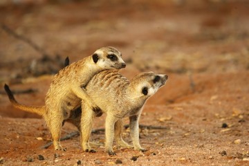 Two Meerkats (Suricata suricatta) (Timon) coupling in Kalahari desert on red sand close to burrow watching around.