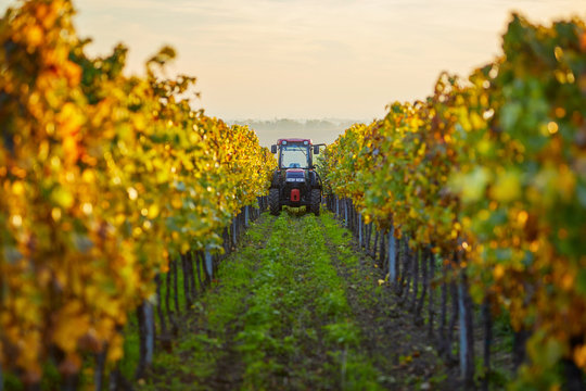 Autumn rows of vineyards with tractor