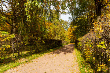 Fototapeta na wymiar Autumn landscape. Golden autumn in the old Park. The landscape design has statues and pavilions. Kuskovo, Moscow, Russia.