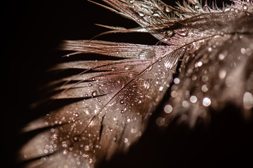 Macro brown feather with water droplets