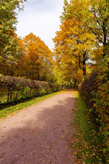 Autumn landscape. Golden autumn in the old Park. The landscape design has statues and pavilions. Kuskovo, Moscow, Russia.
