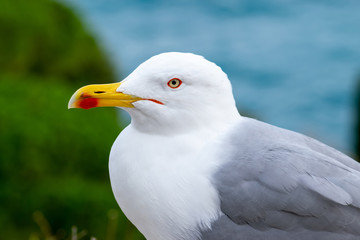 Seagull portrait