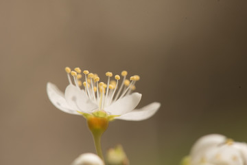 close up pear blossom