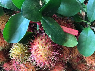 tropical fruit rambutan
