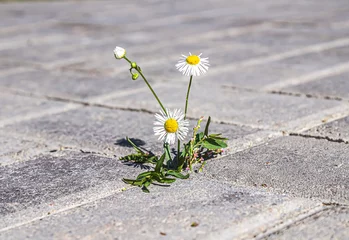 Fotobehang Plant weeds between paving tiles © kvdkz
