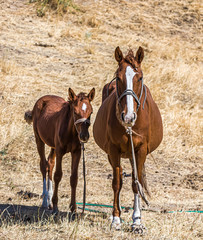 Fototapeta premium Horse with a foal on a background of dry grass