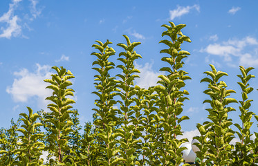 Green branches of an apple tree against the sky