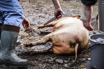 people preparing a pig for Butchers slaughtering