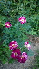 flowers in the garden