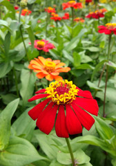 Red Zinnia Shines in the Flower Garden.