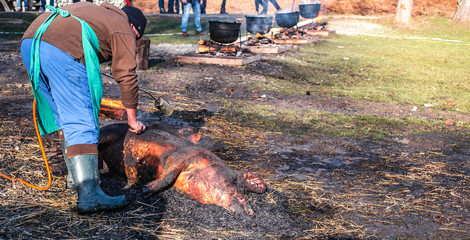 people preparing a pig for Butchers slaughtering