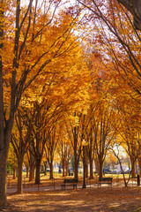 Colorful Washington DC park near Lincoln Memorial in Autumn