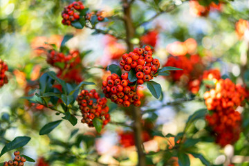 Orange berries of Pyracantha in autumn