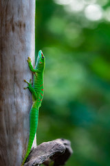 Obraz premium Madagascar Giant Day Gecko sitting on a tree