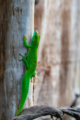Madagascar Giant Day Gecko sitting on a tree