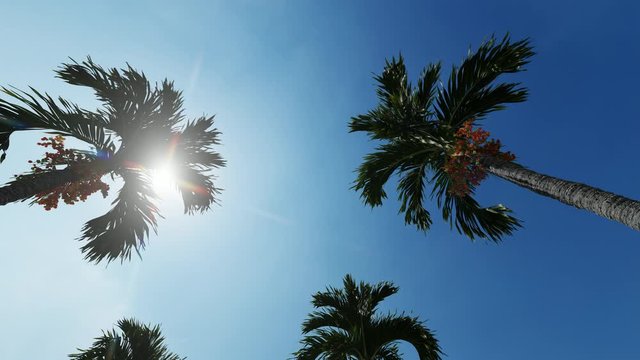 Avenue of palms on blue background. Blue sky background. Travel background. 4k