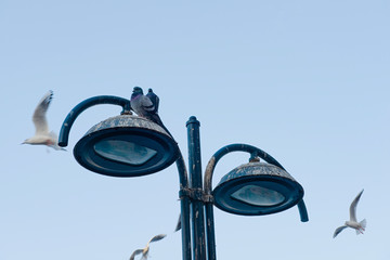 Birds flying around lamps