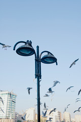 Birds flying around lamps