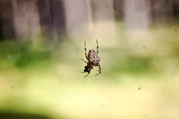 spider cross on a web on a background of forest bokeh.