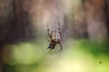 spider cross on a web on a background of forest bokeh.