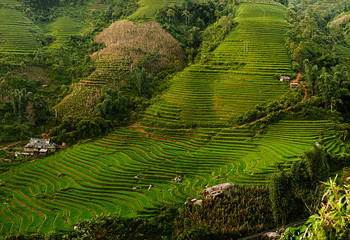 Rice Paddies in Vietnam