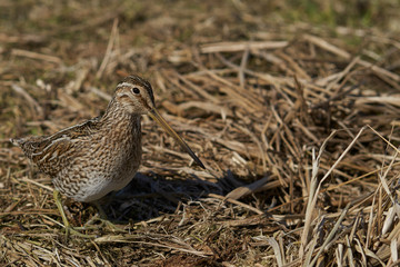 Magellanic Snipe (Gallinago paraguaiae magellanica) probing the ground looking for food on Sea Lion Island in the Falkland Islands.