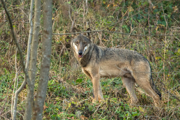 Wild Grey Wolf (Canis lupus) in his natural habitat. Carpathians Mountains. Poland
