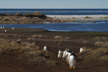 Gentoo Penguins (Pygoscelis papua) returning to the colony on Sea Lion Island in the Falkland Islands.