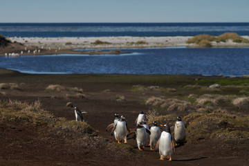 Gentoo Penguins (Pygoscelis papua) returning to the colony on Sea Lion Island in the Falkland...