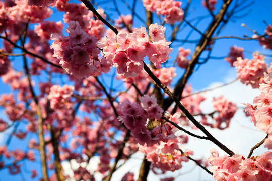 Blooming sakura - cherry blossom flower in Japan
