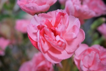 マーブルピンクのカーネーション