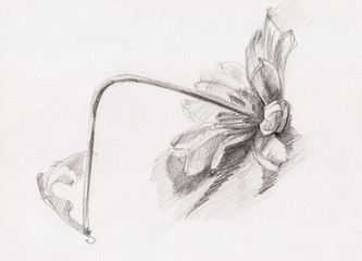 Sketch of Chamomile flower