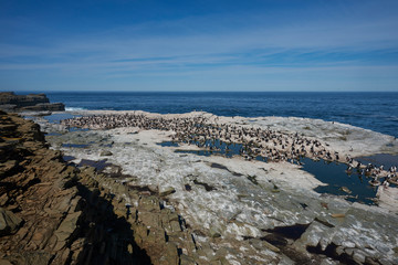 Imperial Shag (Phalacrocorax atriceps albiventer) nesting on Sea Lion Island in the Falkland Islands