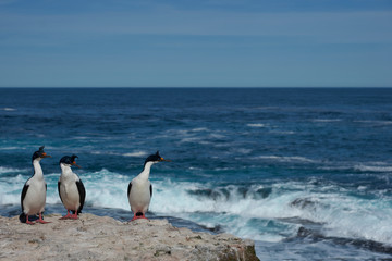 Naklejka premium Imperial Shag (Phalacrocorax atriceps albiventer) on the cliffs of Sea Lion Island in the Falkland Islands