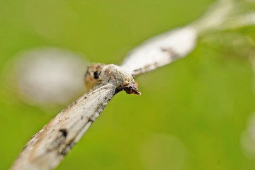 Nahansicht eines Schmetterlings - Mondfleckiger Blütenspanner