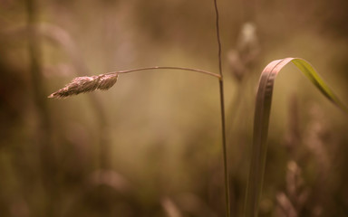 Cock's foot, Dactylis glomerata, simple grass desktop wallpaper in tones of brown and green, closeup with selective focus