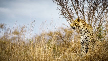 leopard in kruger national park, mpumalanga, south africa 16