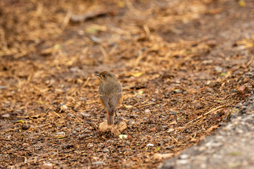 Black redstart or Phoenicurus ochruros at keoladeo national park, bharatpur, india