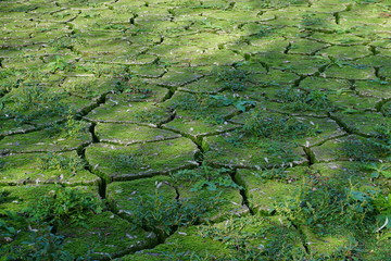 cracked earth and green moss dried up pond