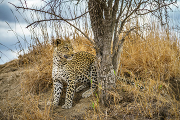 leopard in kruger national park, mpumalanga, south africa 118