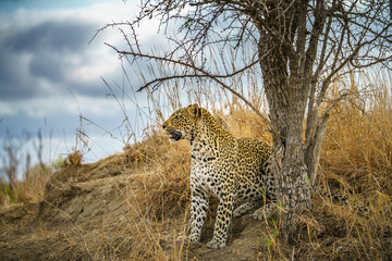 leopard in kruger national park, mpumalanga, south africa 159