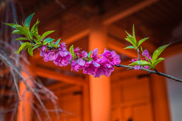 Blooming sakura (cherry blossom) branch at Kyoto, Japan