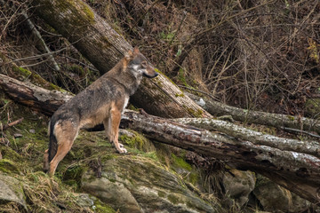 Wild Grey Wolf (Canis lupus) in his natural habitat. Carpathians Mountains. Poland