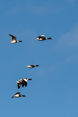 Flock of Common Shelduck ducks in flight in the morning. Their Latin name is Tadorna tadorna.